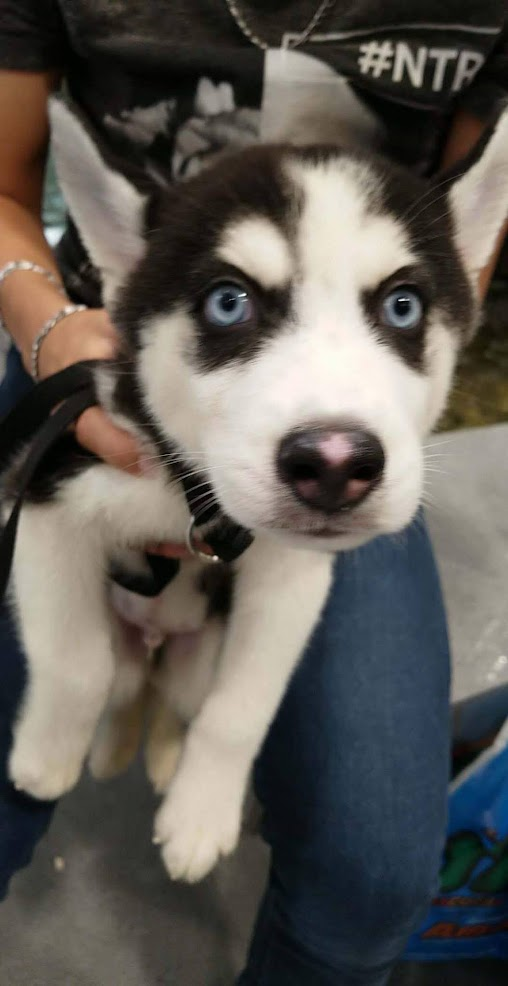 Taylor de cachorro