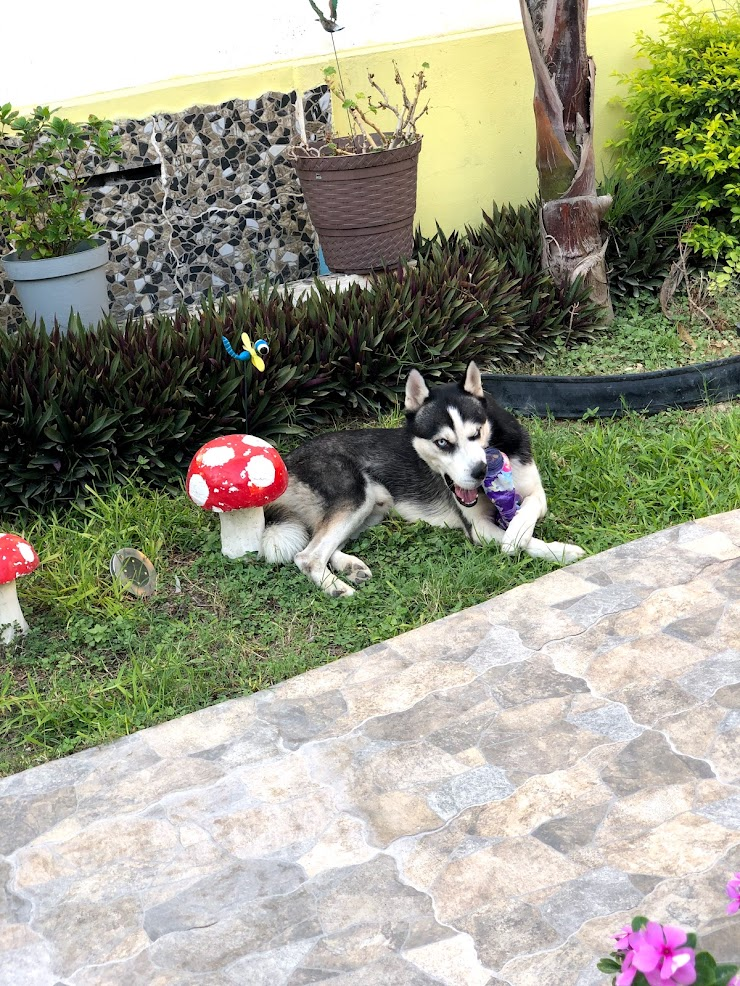 Taylor de paseo